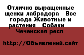 Отлично выращенные щенки лабрадора - Все города Животные и растения » Собаки   . Чеченская респ.